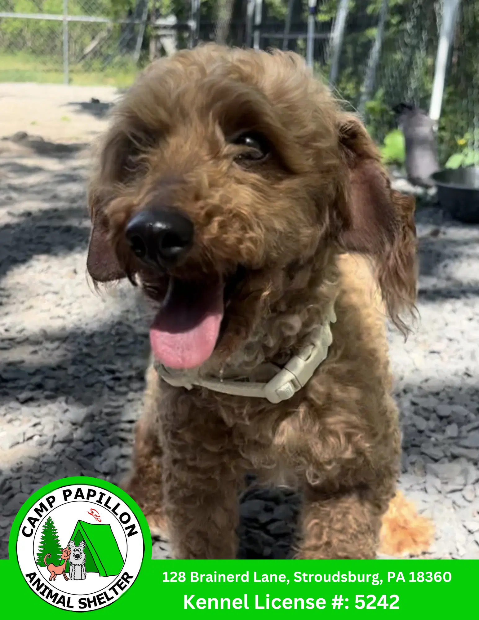 Reba - Poodle (Miniature)