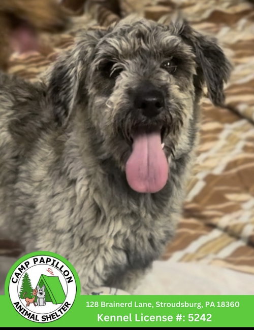 Kelly, an adoptable Miniature Schnauzer in Stroudsburg, PA