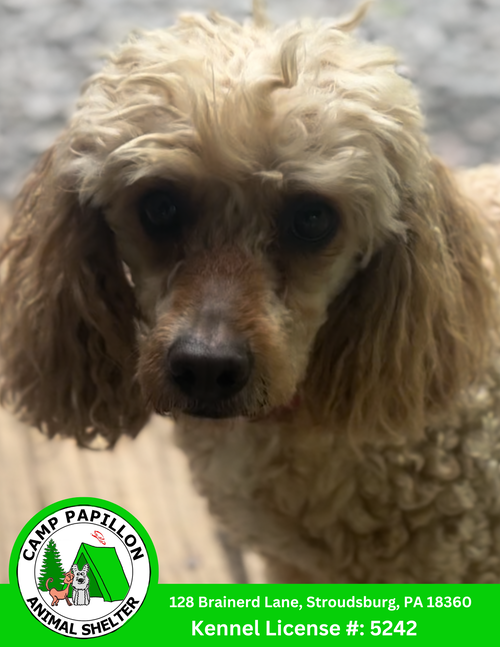Warren, an adoptable Poodle in Stroudsburg, PA