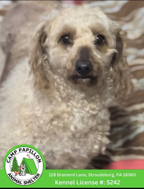 Lola, an adoptable Poodle in Stroudsburg, PA