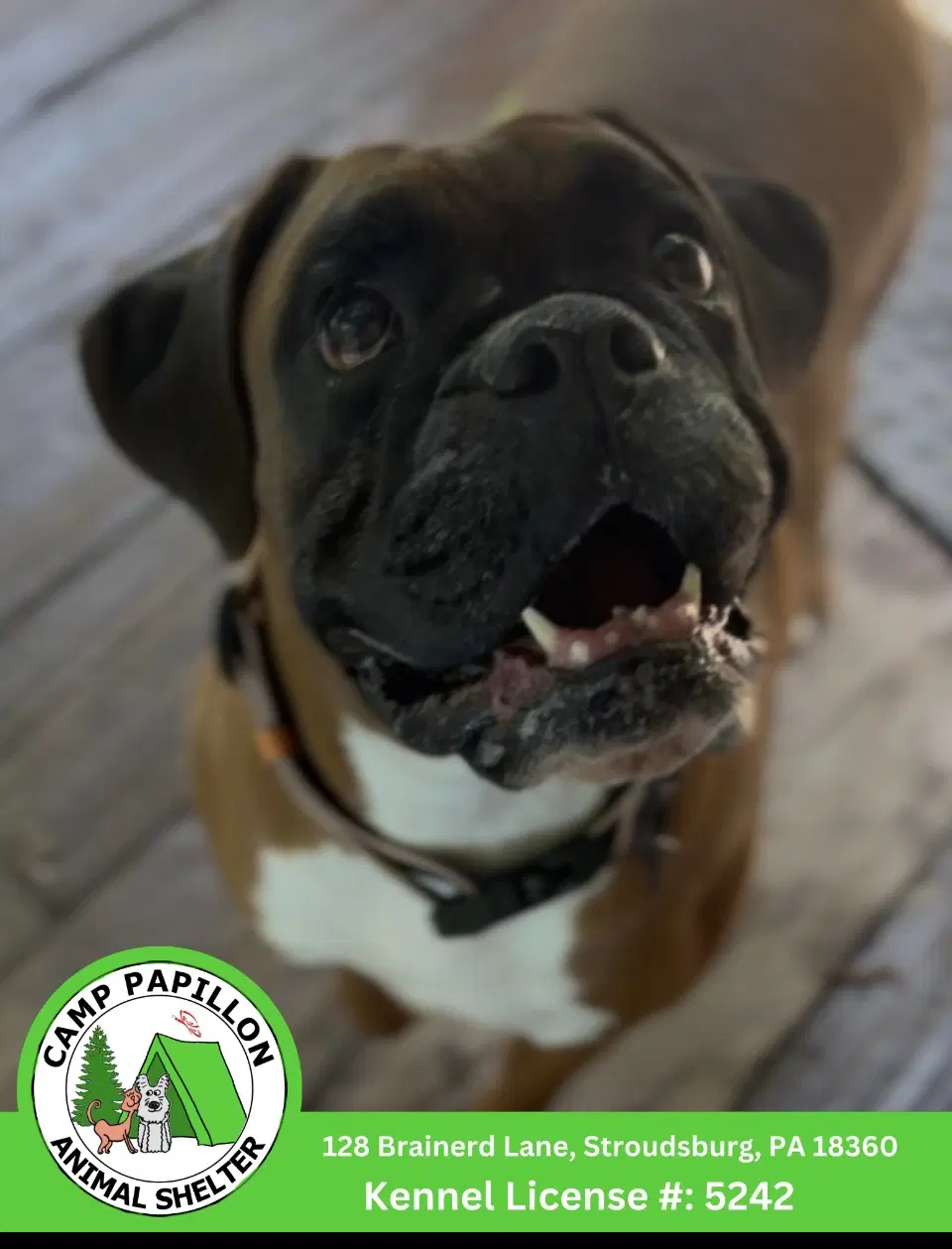 Swiss - Boxer