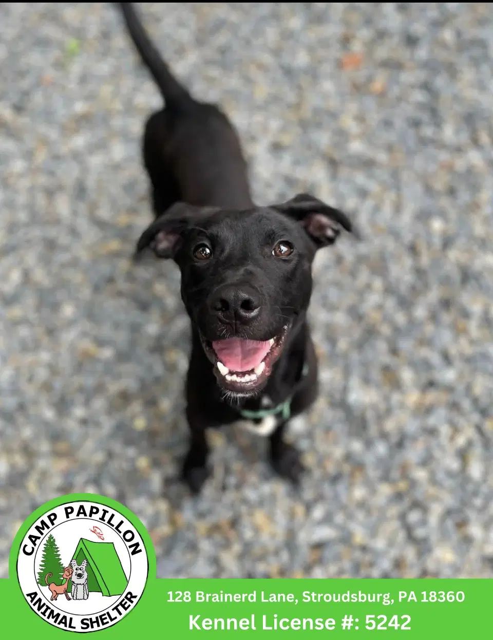 Treble - Pit Bull Terrier