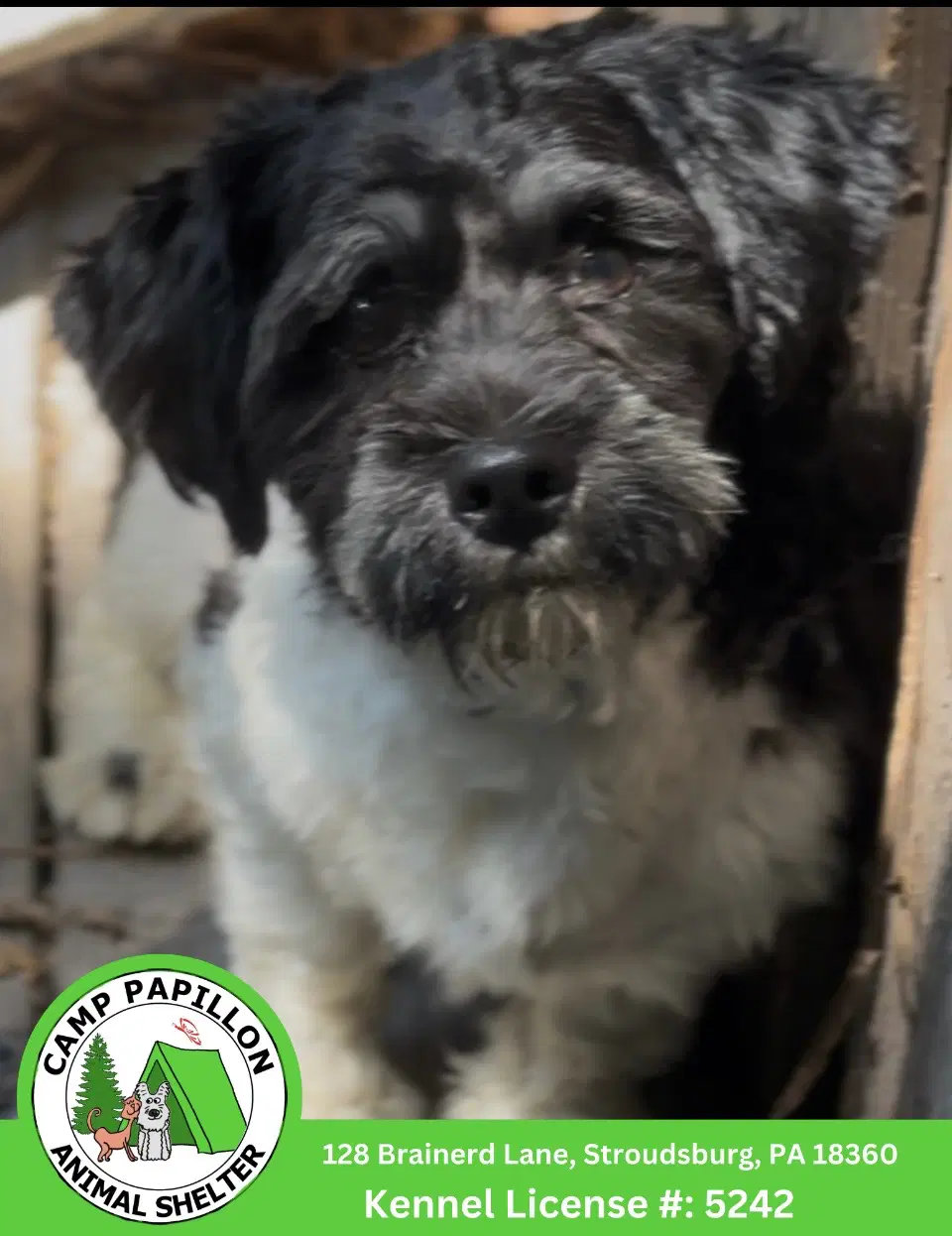 Benny - Havanese