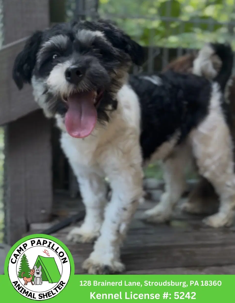 Otto - Havanese