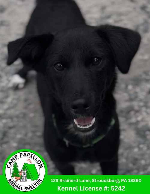 picture of the dog needing adoption