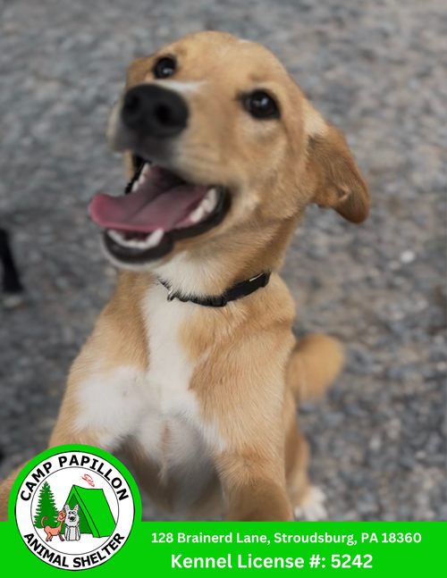 picture of the dog needing adoption