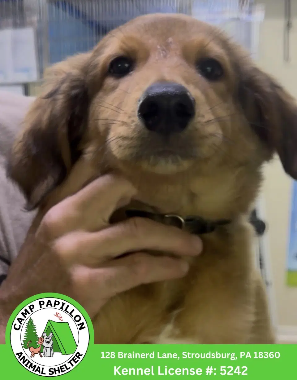 Baby Yoda - English Shepherd