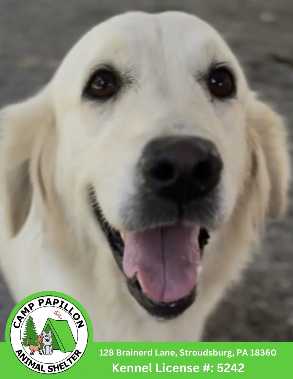 Meringue - Golden Retriever