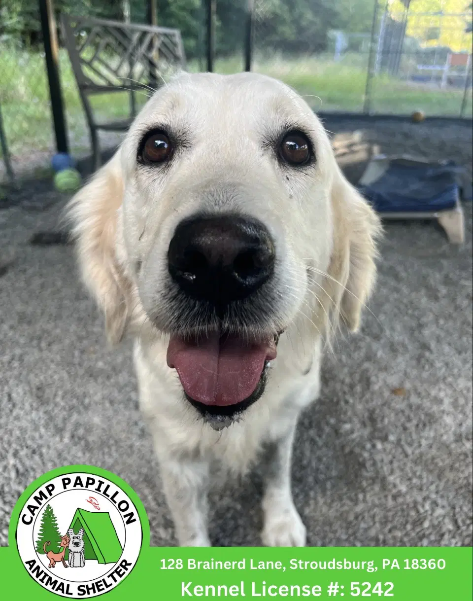 Meringue - Golden Retriever