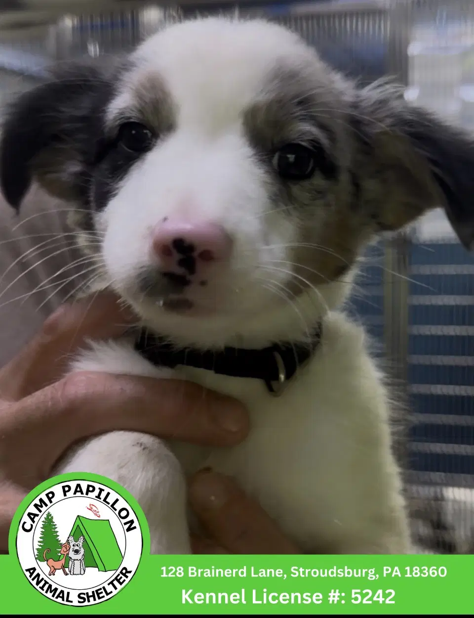 Patch - Border Collie