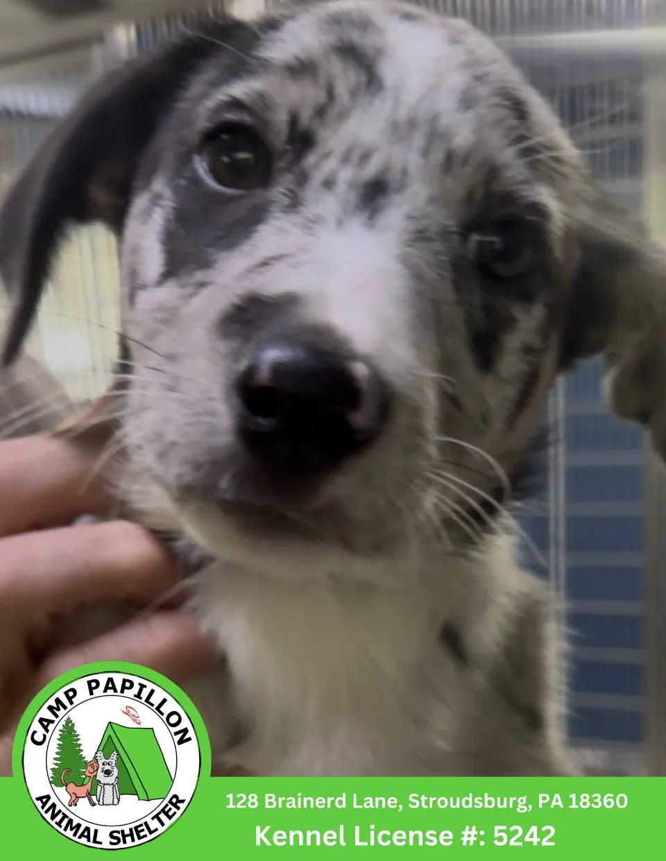 Freckles - Border Collie