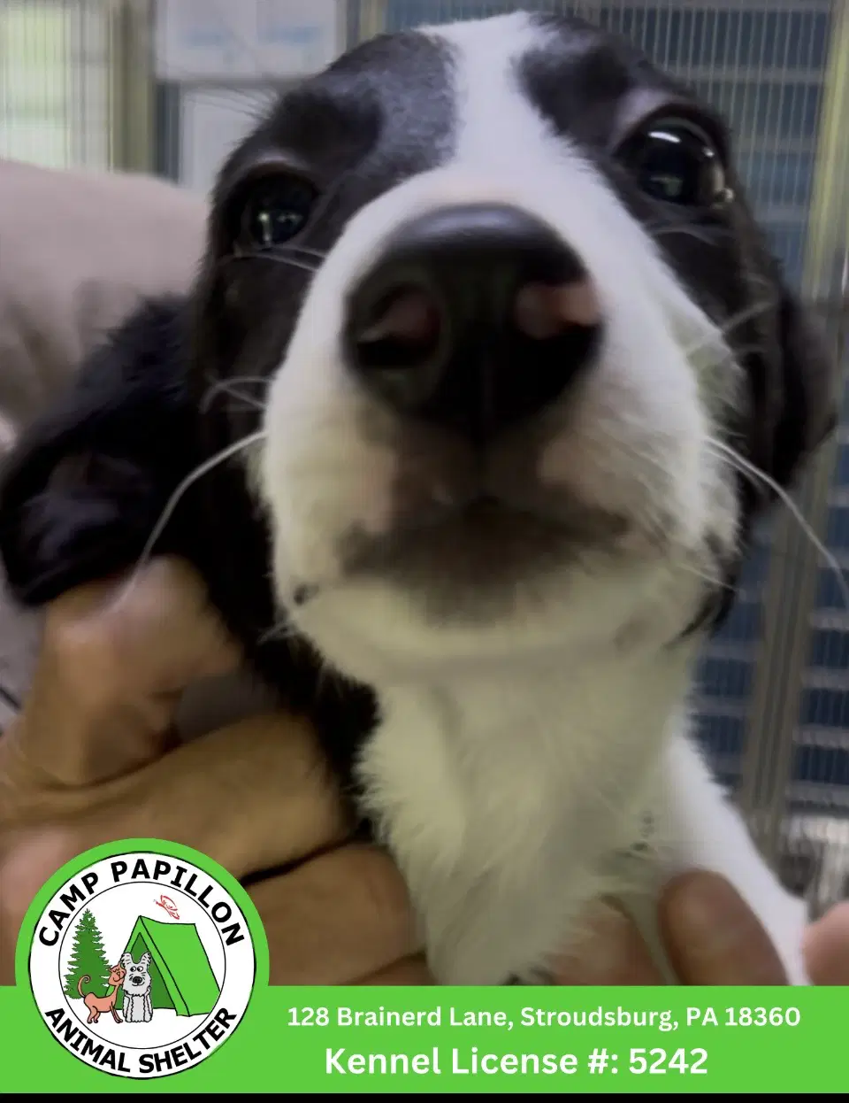 Homer - Border Collie