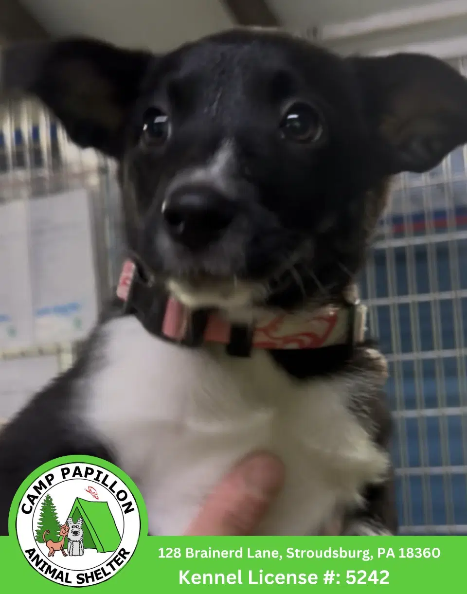 Marge - Border Collie