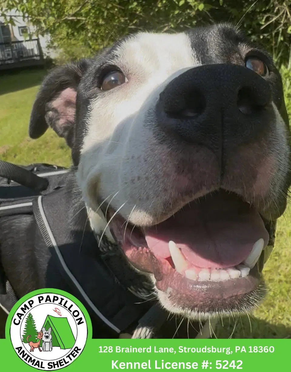 Billy - American Pit Bull Terrier