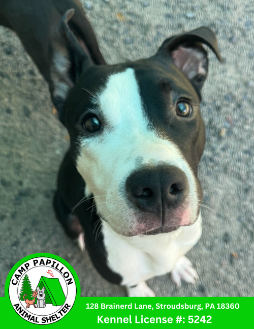 picture of the dog needing adoption