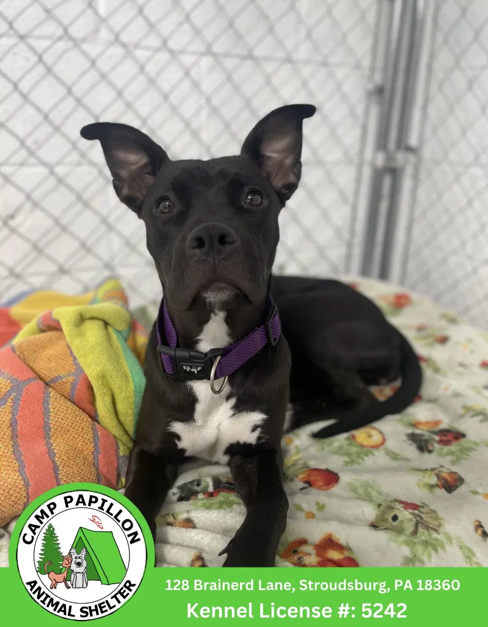 Mandy - American Pit Bull Terrier