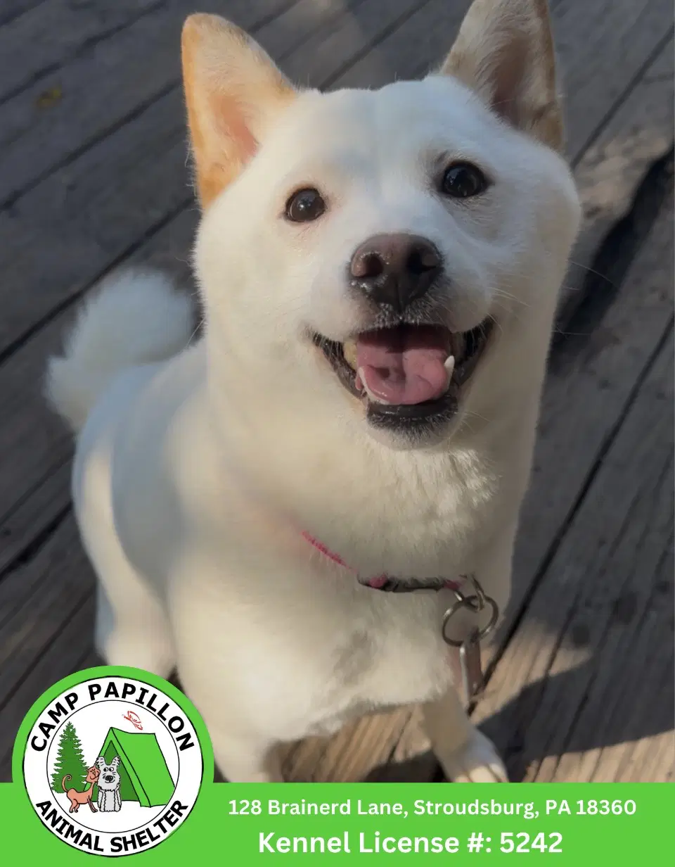 Lana - Shiba Inu