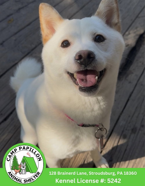 picture of the dog needing adoption