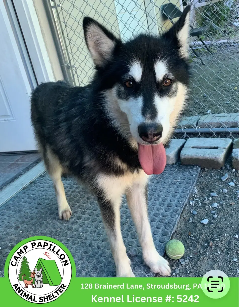 Sheera - German Shepherd Dog