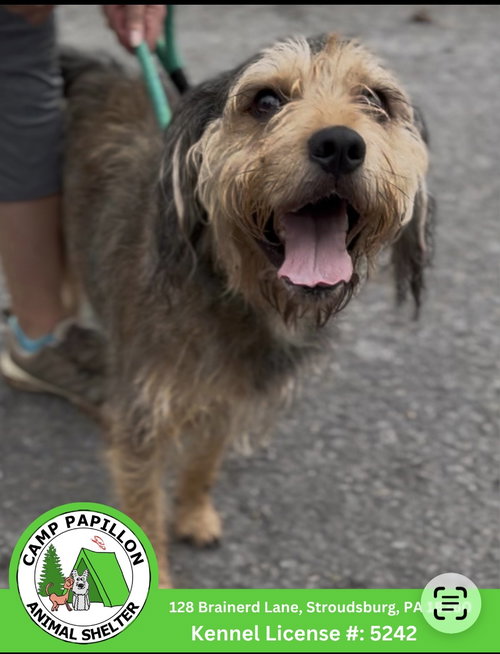 picture of the dog needing adoption