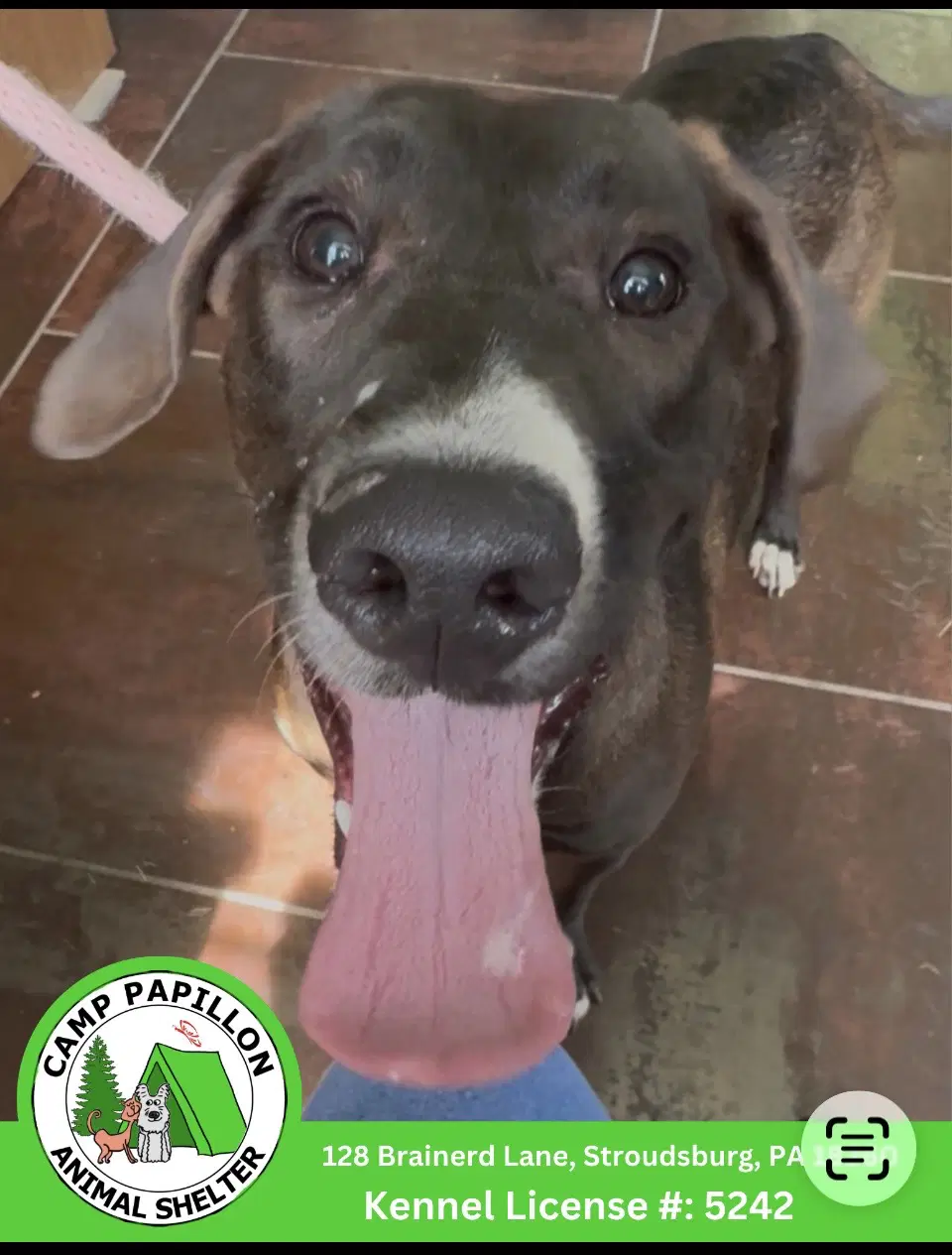 Nugget - Labrador Retriever