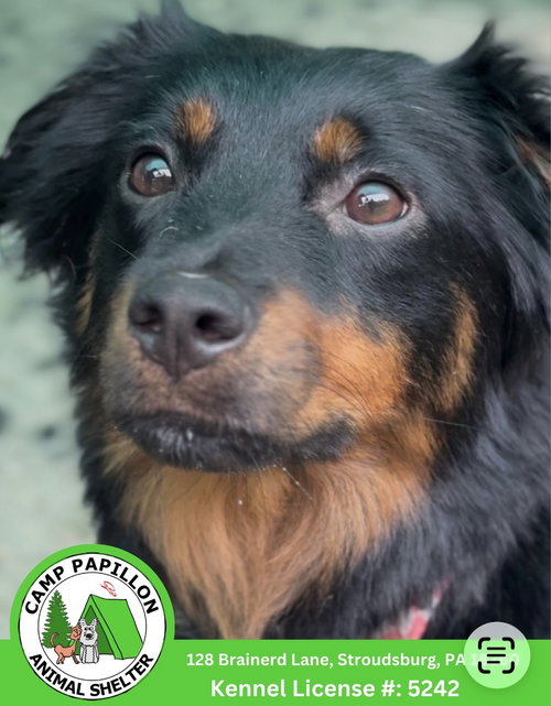 McQueen, an adoptable dog