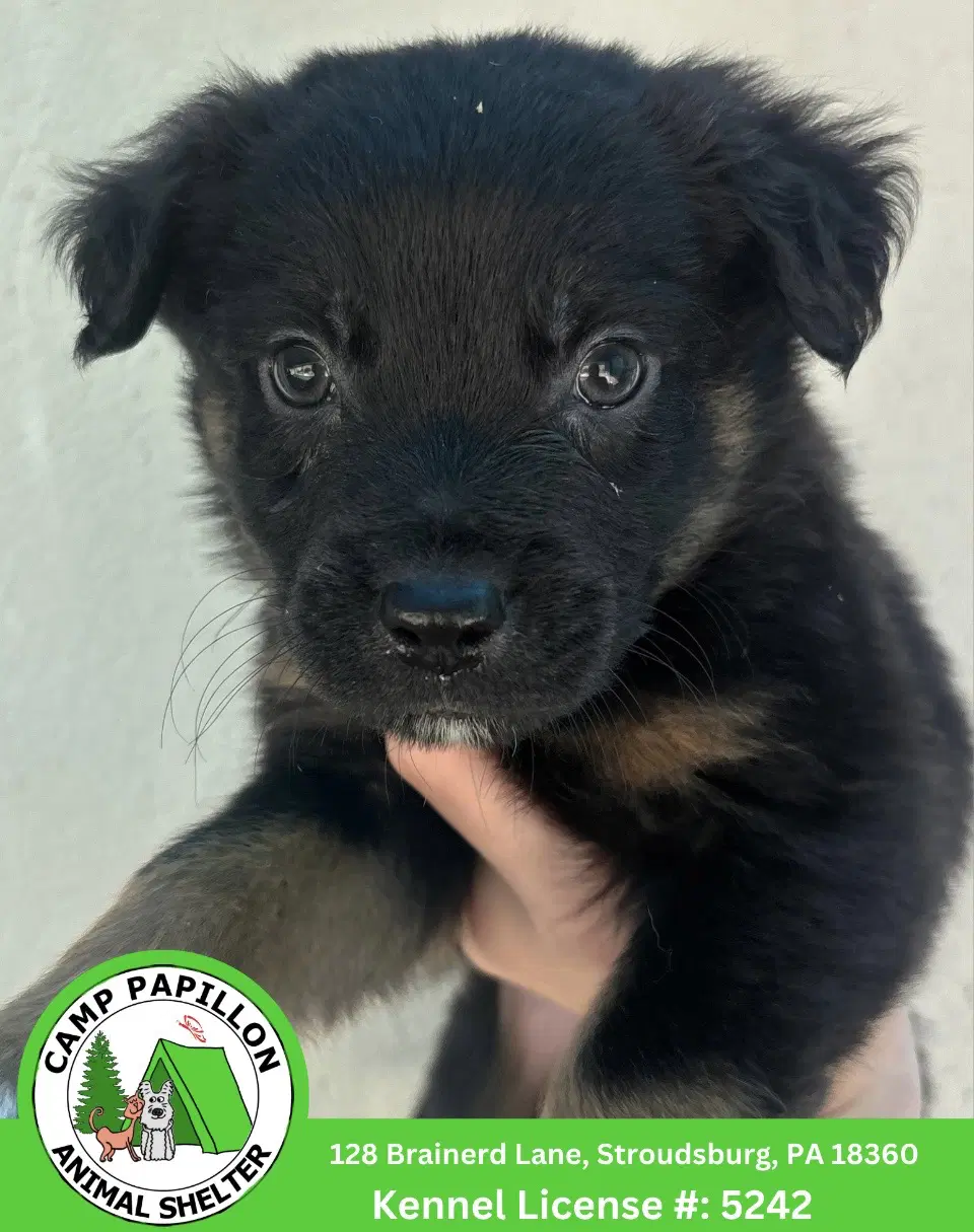 Pibbles - Bernese Mountain Dog