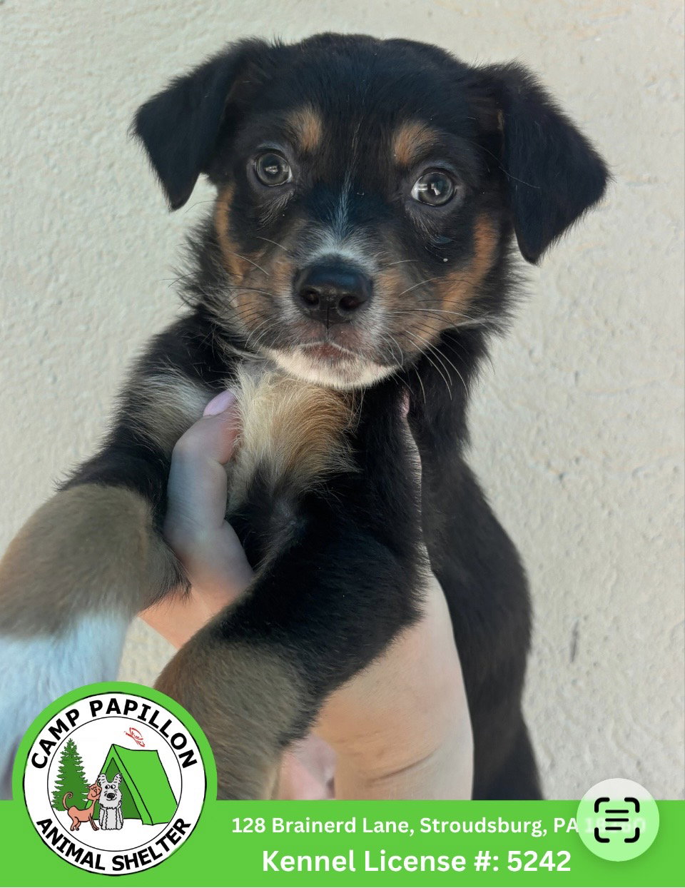 Doc, Australian Shepherd