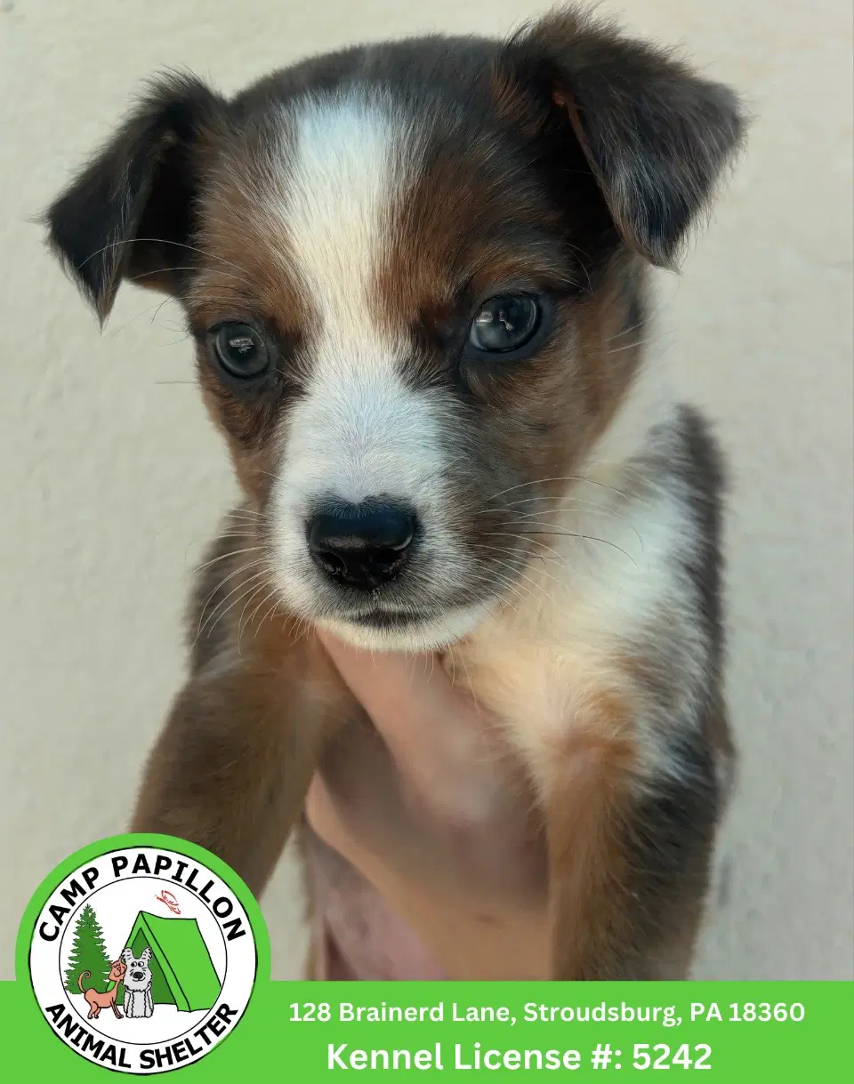 Sally - Australian Shepherd