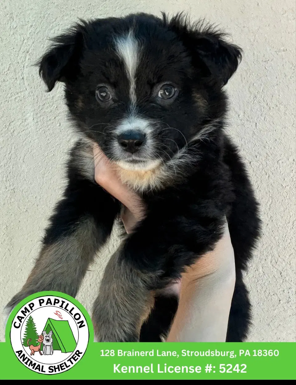 Flo - Australian Shepherd
