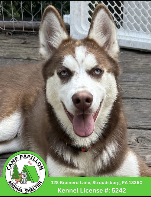 Bubbles, an adoptable dog