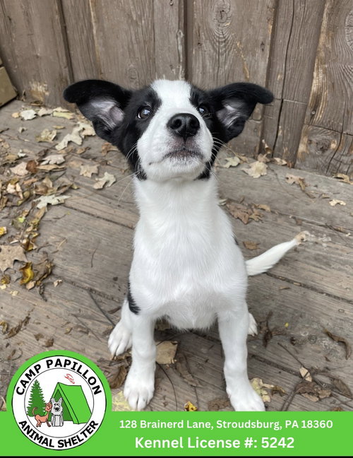 Poptart, a dog for adoption from Camp Papillon Adoption & Rescue Inc