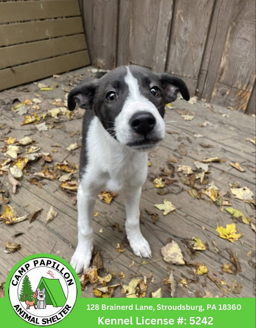 Tonka, a dog for adoption from Camp Papillon Adoption & Rescue Inc