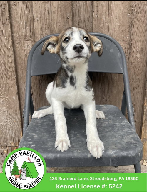 Minnie, a dog for adoption from Camp Papillon Adoption & Rescue Inc