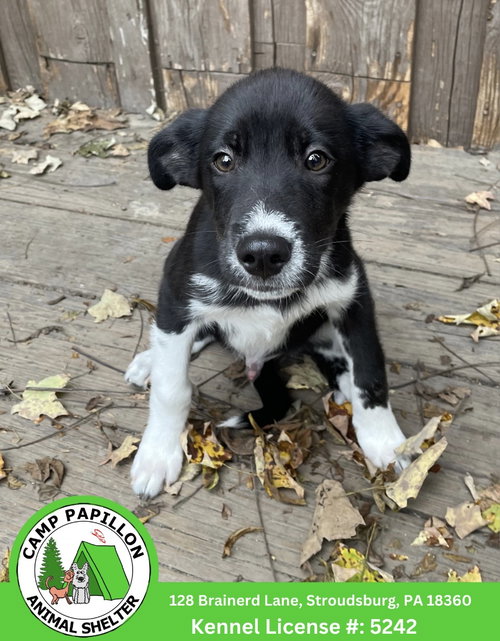 Miso, a dog for adoption from Camp Papillon Adoption & Rescue Inc