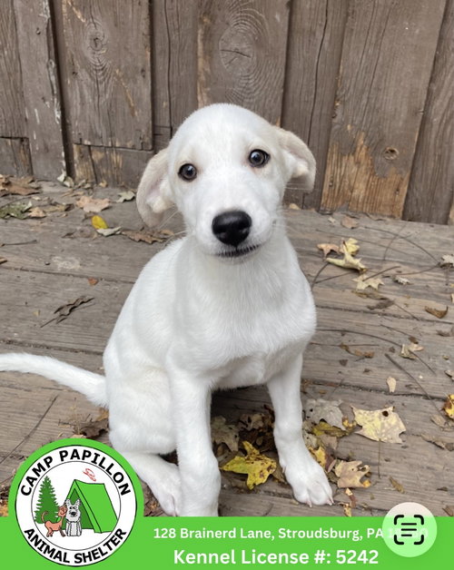 Princess, a dog for adoption from Camp Papillon Adoption & Rescue Inc