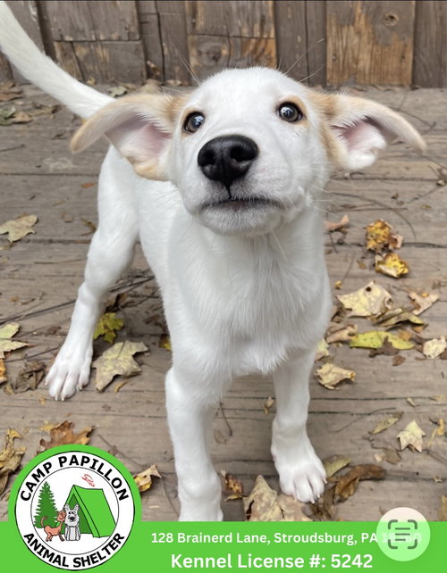 Bullseye, a dog for adoption from Camp Papillon Adoption & Rescue Inc