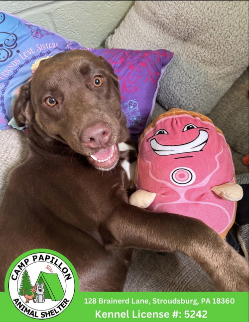 Shantell, an adoptable dog
