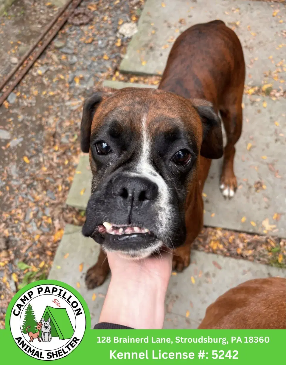 Annabell - Boxer