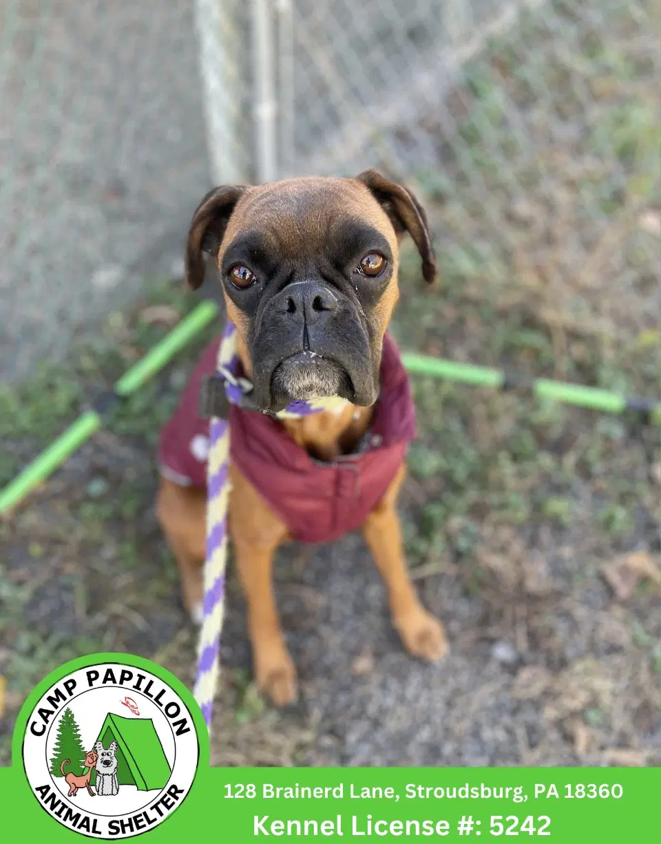 Casey - Boxer