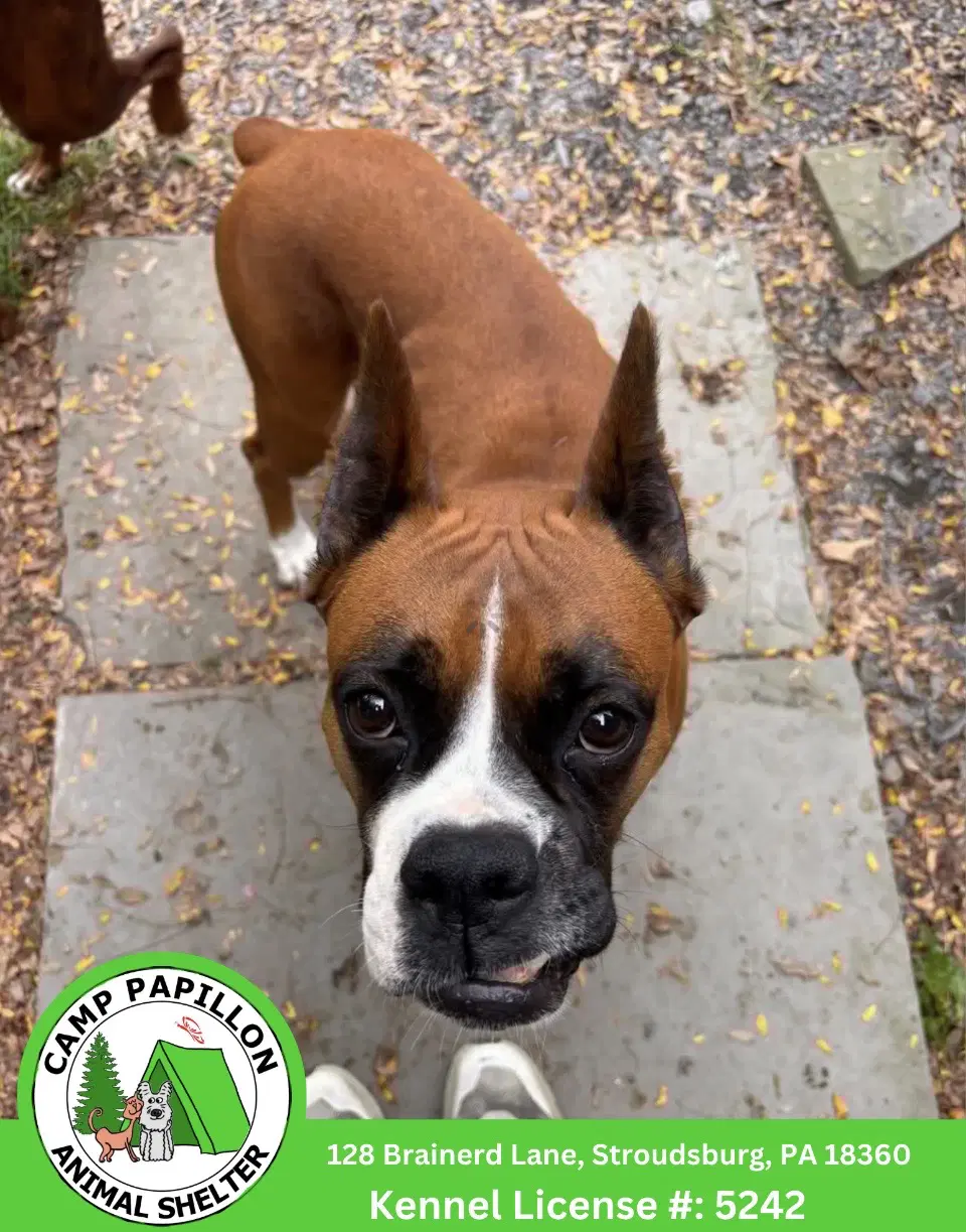 Honey - Boxer