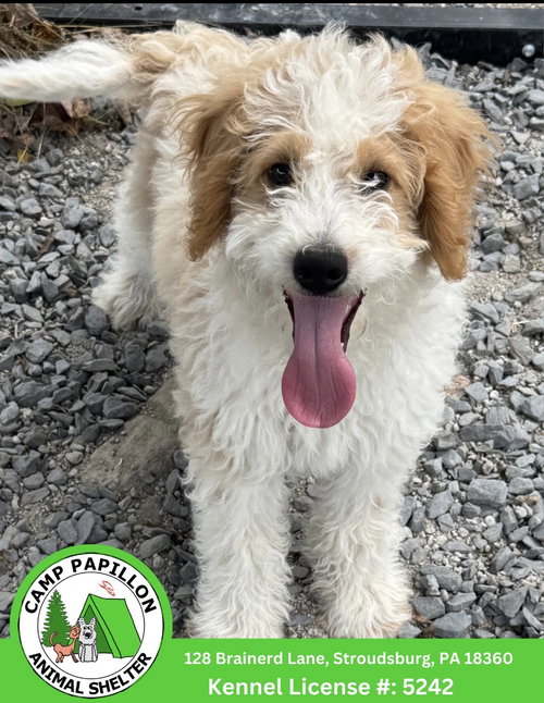 Gordy, an adoptable dog