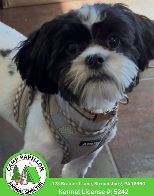 Cookie, an adoptable dog