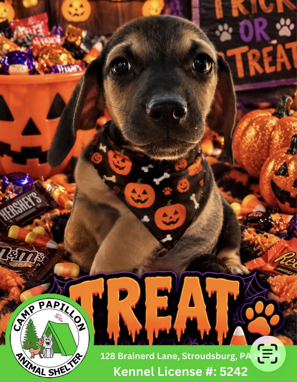 Treat