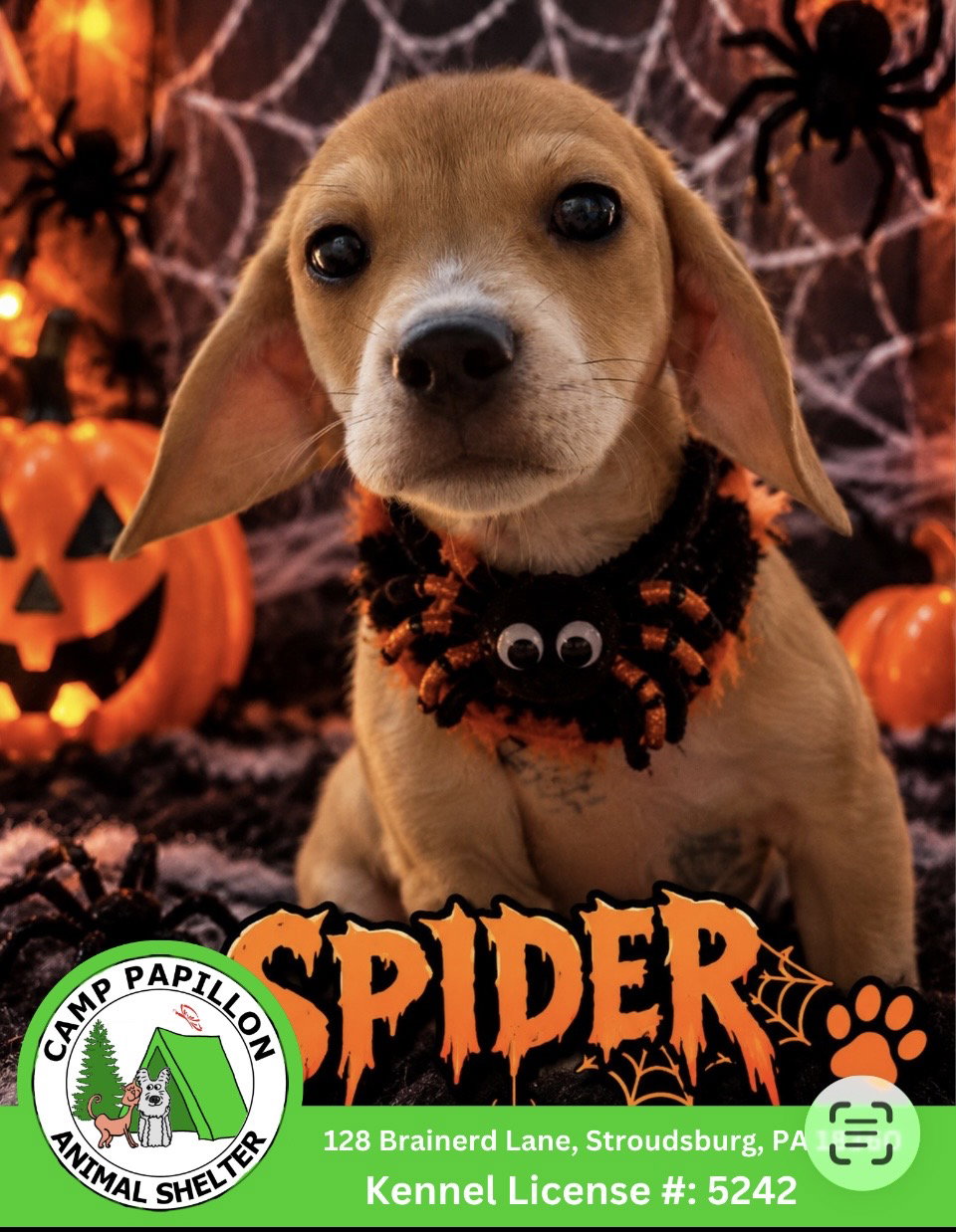 Spider