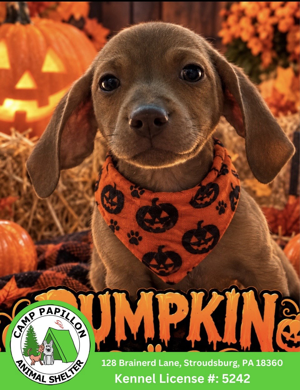 Pumpkin