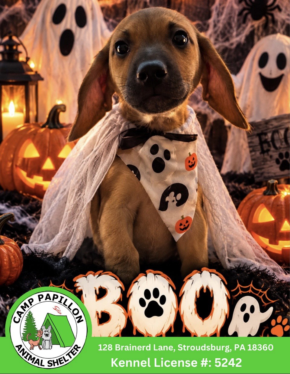 Boo