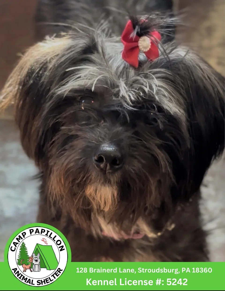 Genesis - Shih Tzu
