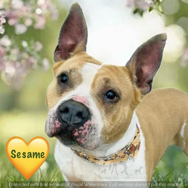 Sesame