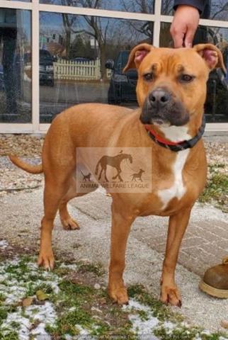 Pit Bull
